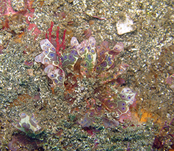 Image of tropical seaweed