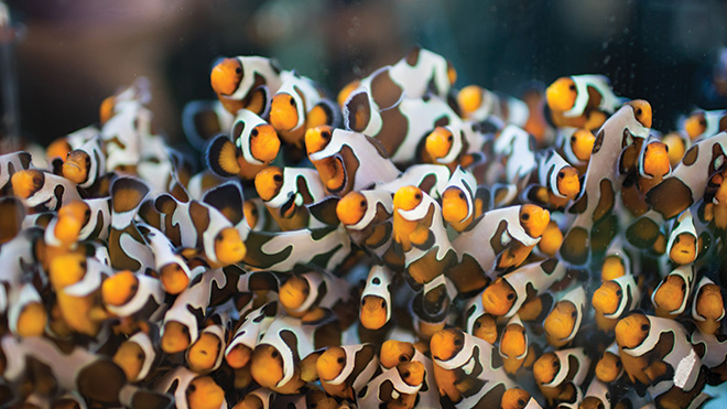 Clownfish swim in tank at RWU lab.