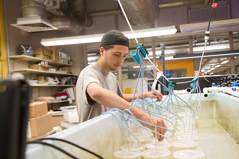 Student feeds brine shrimp in tanks.