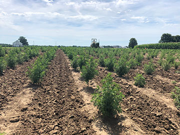 The first crop of artemisia growing in Kentucky.