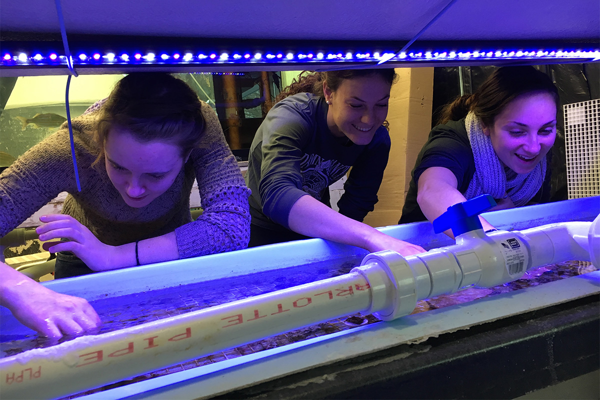 Students work with coral in lab