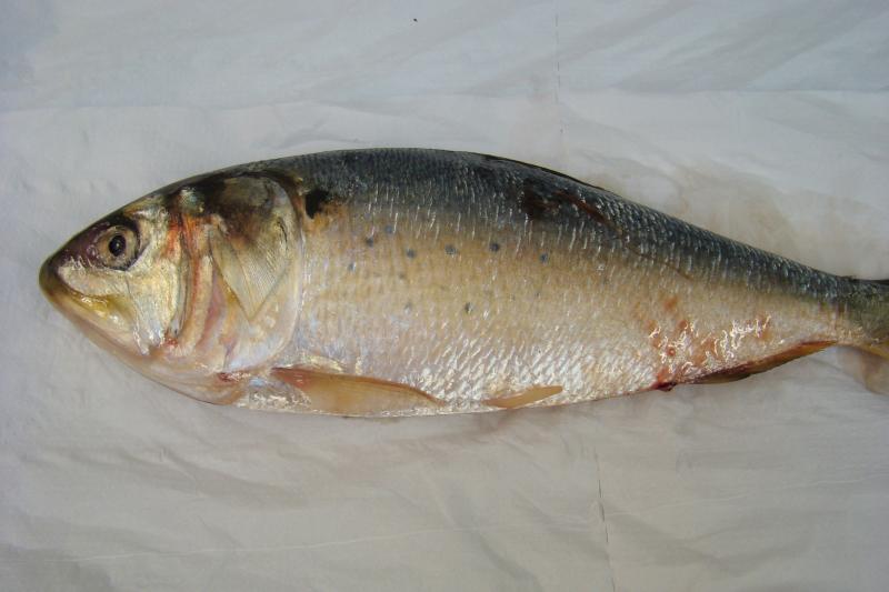 Menhaden with anchor worms far view