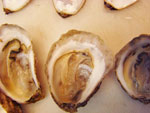 oysters