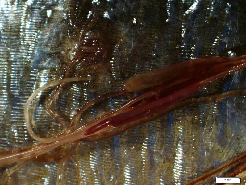 Close up anchor worms hooked onto a Menhaden