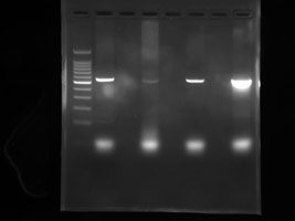 PCR gel