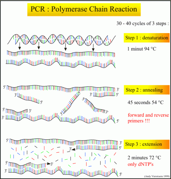 PCR