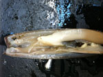 razor clam