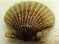 Scallop