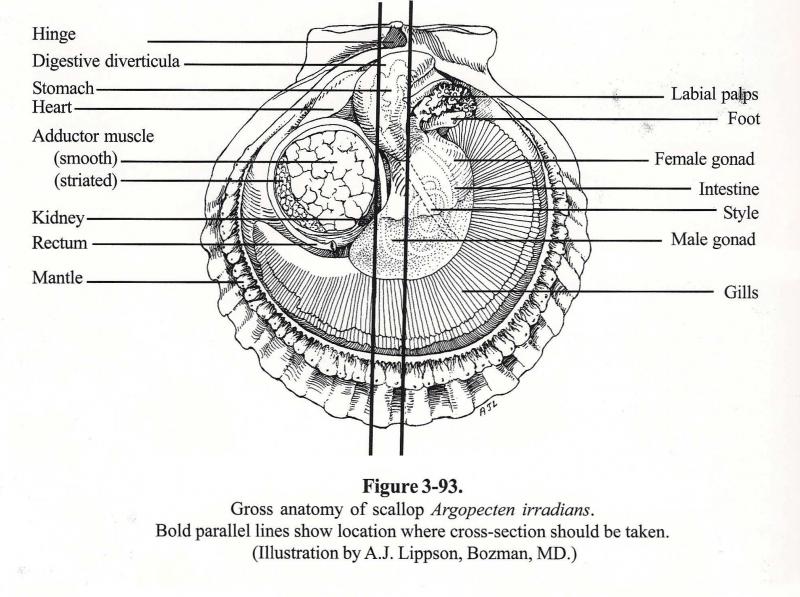 Scallop