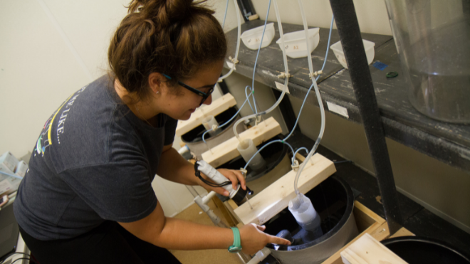 Student researches in wet lab