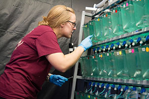 Student feeds fish in RWU's Wet Lab.