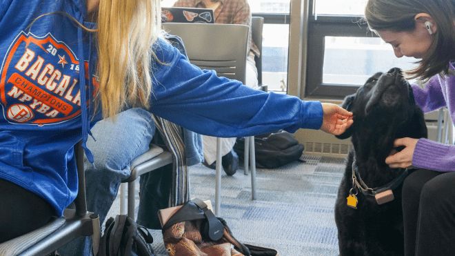 Students petting a black Labrador retriever, who serves as a therapy animal in an RWU Psychology class