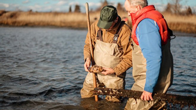 A photo of two men shellfishing.