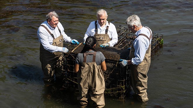 Senator Reed, Senator Whitehouse and President Miaoulis wade out to RWU's oyster farm.