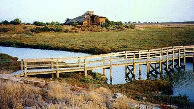 A view of salt marshes