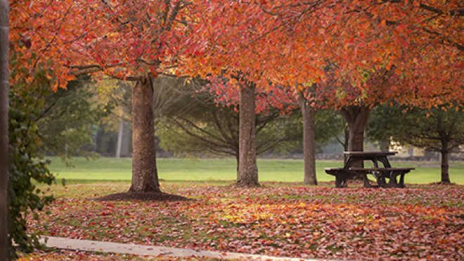 Trees in fall bloom on campus