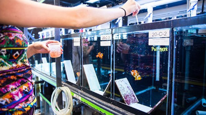 Student feeds fish inside RWU wet lab.