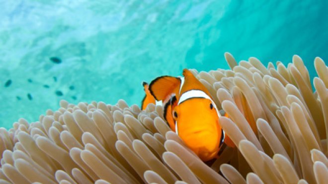 Tropical fish in a reef.