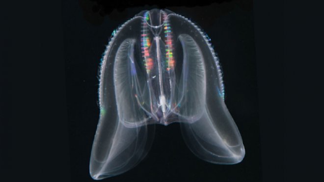 Comb jelly