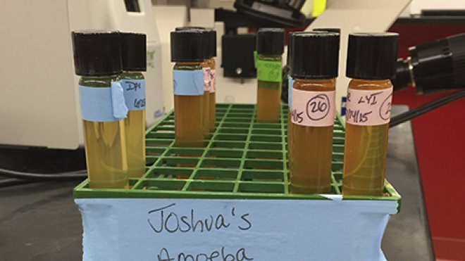 Vials of amoebas