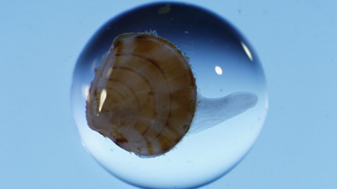 Magnified clam larvae inside a drop of water