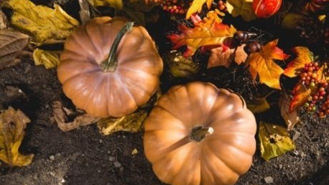 Fall pumpkins scene