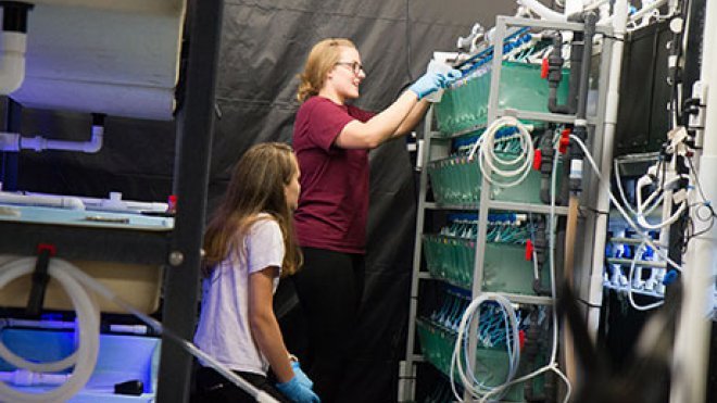 Students work on aquaculture research projects in RWU's Wet Lab.