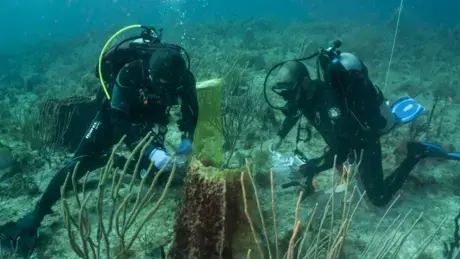 Two scuba divers underwater taking samples from coral reefs