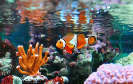 Tropical fish