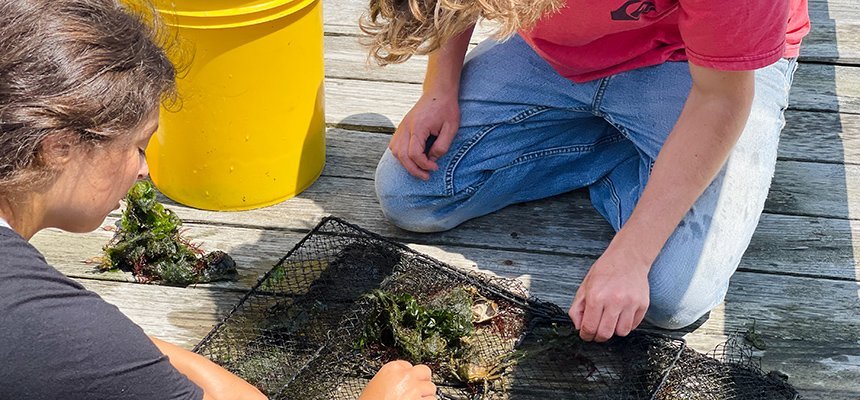 image of students looking at seaweed on the dock on RWU's Bristol campus