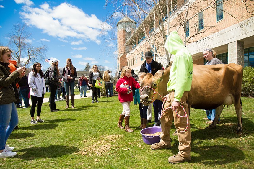 Students and cow on common outside of University Library.