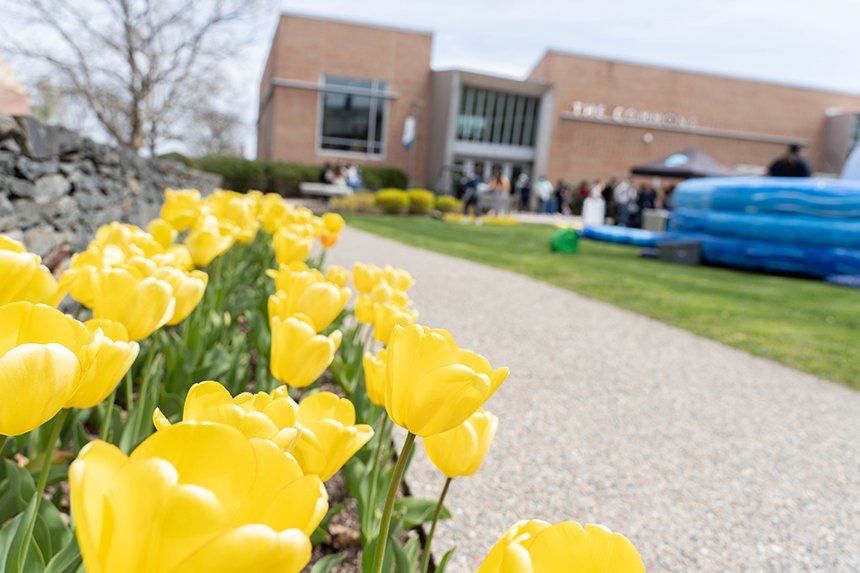 Yellow tulips in the foreground with The Commons in the background. 